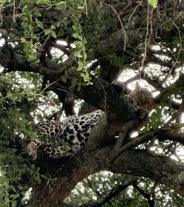 apanthera-consulting-leopard-resting-in-tree-strategic-focus-resilience-in-wild